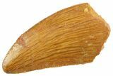 Serrated Raptor Tooth - Real Dinosaur Tooth #347065-1